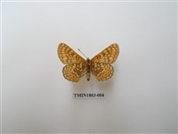 藏品(沼澤豹紋蝶)的圖片